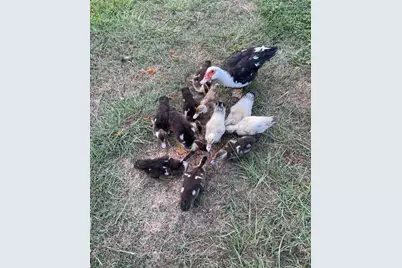 16180 Oaklawn Drive, Splendora, TX 77372 - Photo 47