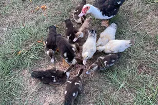 16180 Oak Lawn Dr, Splendora, TX 77372 - Photo 47