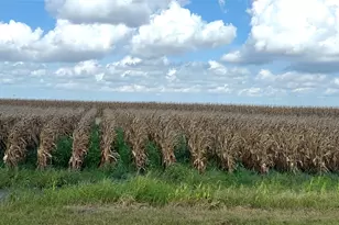 0 Fm 458, Midfield, TX 77458 - Photo 1