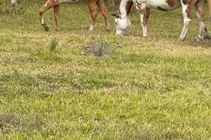 923 Y. U. Jones Rd, Richmond, TX 77469 - Photo 49