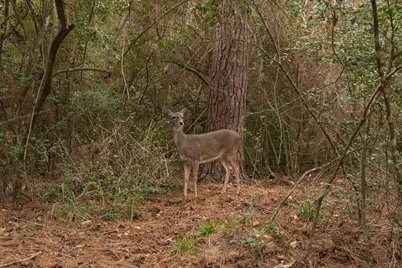 22813 Rainfern Drive, Magnolia, TX 77355 - Photo 45