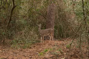 22813 Rainfern Dr, Magnolia, TX 77355 - Photo 45