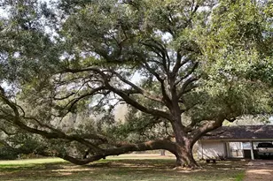 2401 Flora/Cr 422 Rd, Alvin, TX 77511 - Photo 9