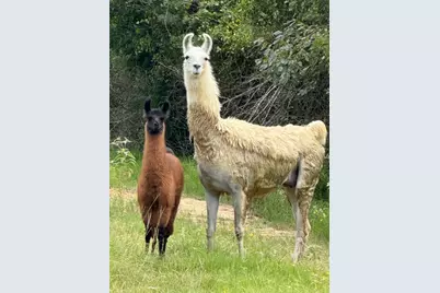 5403 Dry Creek, Calvert, TX 77837 - Photo 21