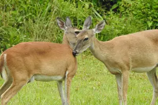 201 Ferguson Dr, Cleveland, TX 77327 - Photo 33