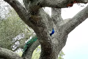 1518 Co Rd 307, El Campo, TX 77437 - Photo 33