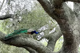 1518 Co Rd 307, El Campo, TX 77437 - Photo 41