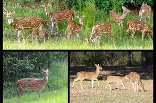 0 Mallard Way, LaRue, TX 75770 - Photo 37