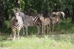 0 Mallard Way, LaRue, TX 75770 - Photo 27