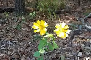 0 Mallard Way, LaRue, TX 75770 - Photo 21