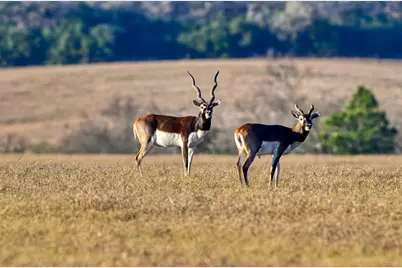 6785 Jones Orchard Road, Hearne, TX 77859 - Photo 33