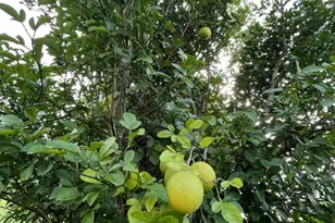 20559 Iron Seat Dr, Hockley, TX 77447 - Photo 35