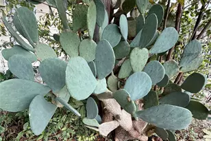 7007 Avenue F, Houston, TX 77011 - Photo 43