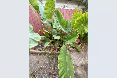 7007 Avenue F, Houston, TX 77011 - Photo 35