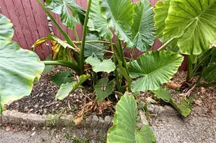 7007 Avenue F, Houston, TX 77011 - Photo 35