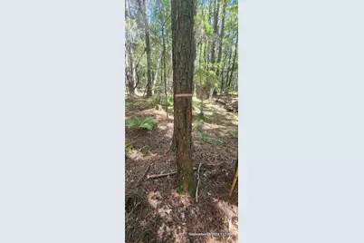 Tbd County Road 405, San Augustine, TX 75972 - Photo 13