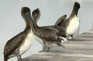 255 County Rd 209, Sargent, TX 77414 - Photo 45