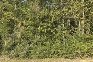 0 Magnolia Ln, Onalaska, TX 77360 - Photo 1