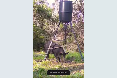 5604 County Road 364 10 Acres, Buffalo, TX 75831 - Photo 11