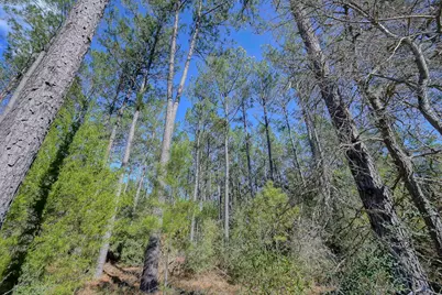 15688 Wooded Trail Way, Willis, TX 77378 - Photo 5