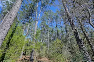 15688 Wooded Trl Wy, Willis, TX 77378 - Photo 3