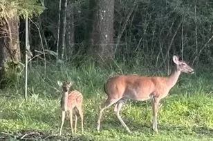 5 Oak Crest Cir, Magnolia, TX 77354 - Photo 41