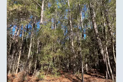 6442 Fm-3065, Colmesneil, TX 75938 - Photo 3