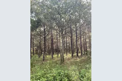 Tbd (Lot 45) Cr 1060, Center, TX 75935 - Photo 9