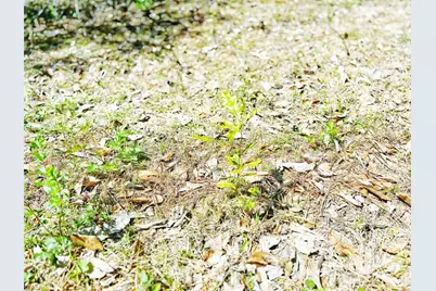 000 Cr 3495, Lovelady, TX 75851 - Photo 17