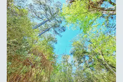 000 Cr 3495, Lovelady, TX 75851 - Photo 9