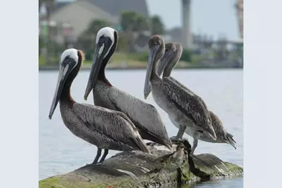 803 Cr 202, Sargent, TX 77414 - Photo 23