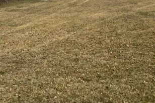 6533 Maybell St, Houston, TX 77091 - Photo 3