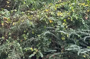 Tbd Williams Dr, Livingston, TX 77351 - Photo 1