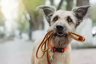 12331 McCrorey Trails Court, Conroe, TX 77303 - Photo 25