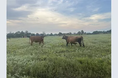 32868 Fm 1736 Road, Hempstead, TX 77445 - Photo 5