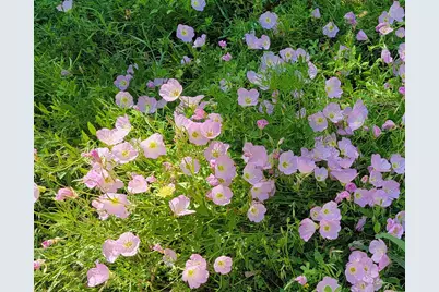 Tbd Cloverdale, Livingston, TX 77351 - Photo 11