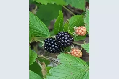 Tbd Cloverdale, Livingston, TX 77351 - Photo 9