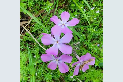 Tbd Cloverdale, Livingston, TX 77351 - Photo 13