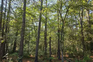 0 Hackberry Dr, Plantersville, TX 77363 - Photo 1