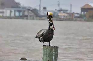 2061 County Rd 230, Sargent, TX 77414 - Photo 13