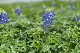 1716 B County Road 469, Coupland, TX 78615 - Photo 27