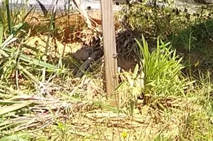 65 Coyote Run Rd, New Waverly, TX 77358 - Photo 1