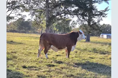 730 County Road 6610, Dayton, TX 77535 - Photo 9