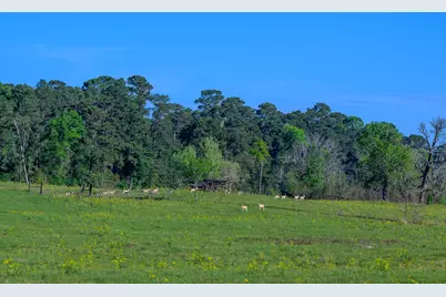 870 Fm 3188, Trinity, TX 75862 - Photo 3