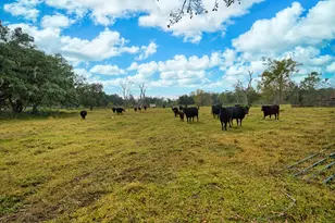 3559 Fm 521 Rd, Brazoria, TX 77422 - Photo 39