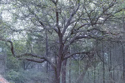Tbd Fm 1094, New Ulm, TX 78950 - Photo 3