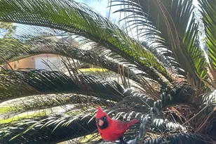 3118 Flatwood Ct, Pearland, TX 77584 - Photo 35