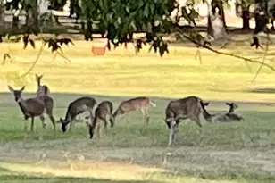 42 Trail Lake, Trinity, TX 75862 - Photo 5