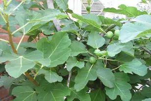 11423 Wickersham Ln, Houston, TX 77077 - Photo 35