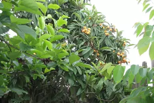 11423 Wickersham Ln, Houston, TX 77077 - Photo 33